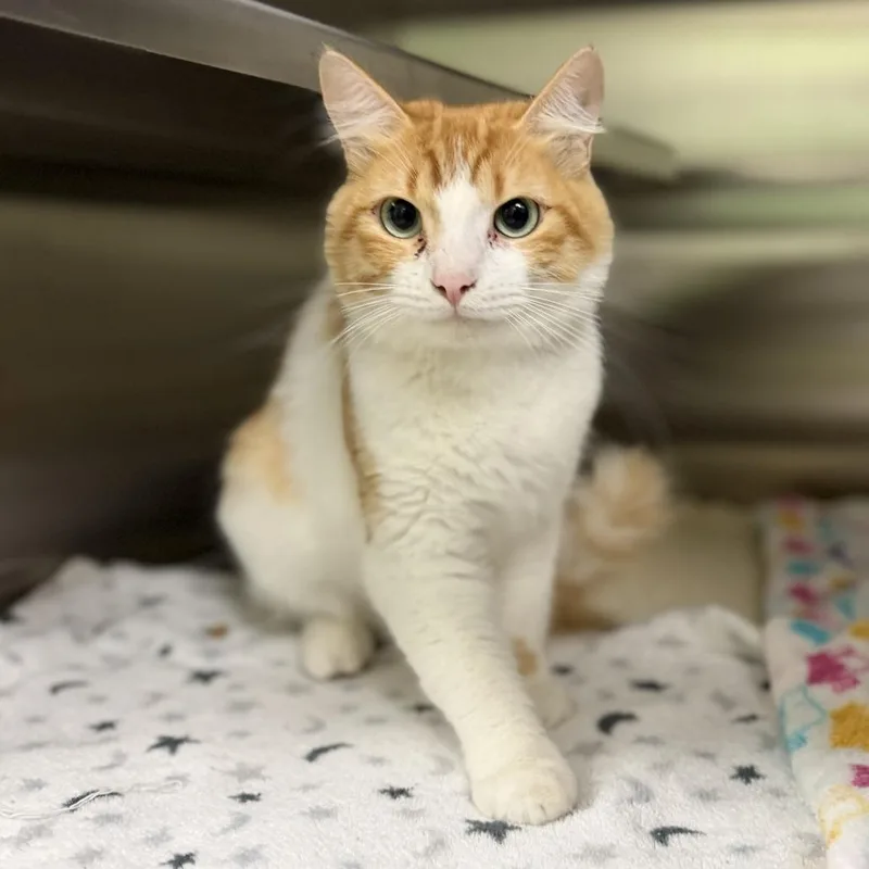 An adult medium-sized male Orange / Red Domestic Short Hair cat named Castle for adoption in Bullhead City, AZ