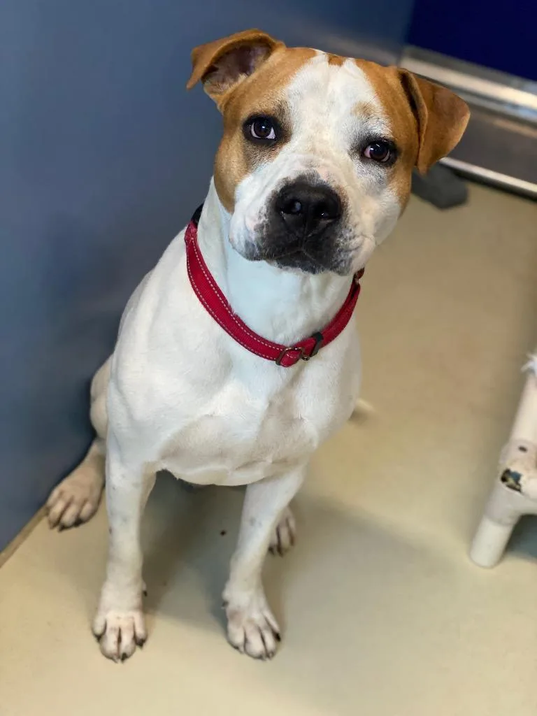 A young large-sized male Pit Bull Terrier dog named Hugo for adoption in Decorah, IA