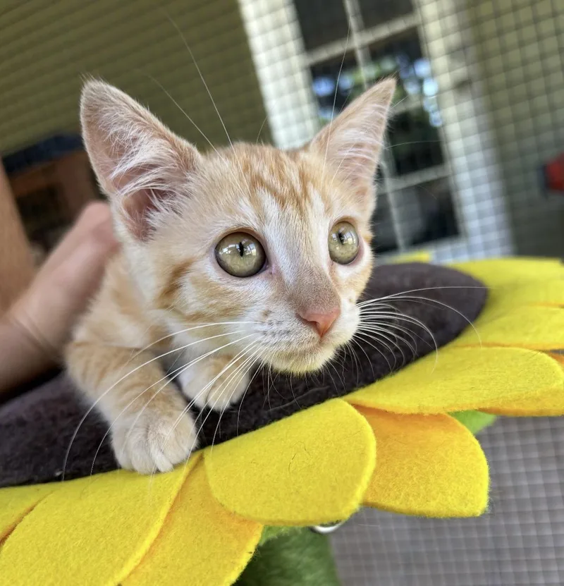 Willow