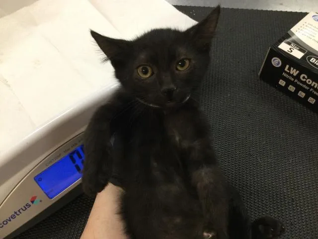 A baby small-sized female Domestic Short Hair cat named Lady for adoption in Thousand Palms, CA