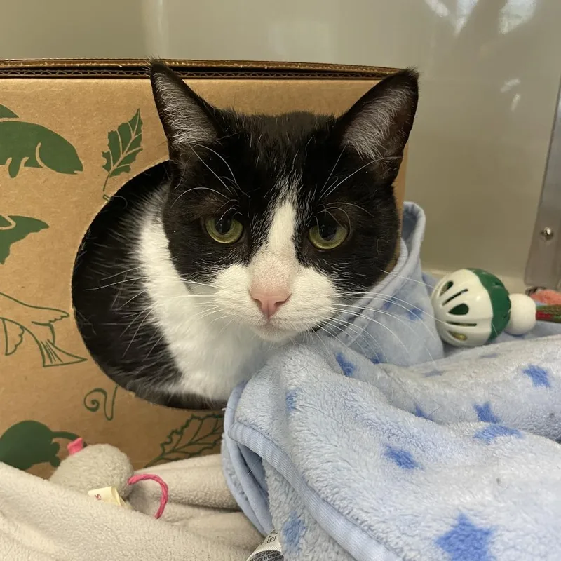A senior large-sized female Black Domestic Short Hair cat named Coachella for adoption in Saint Charles, MO