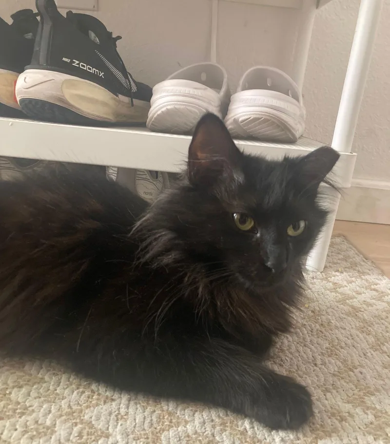 An adult medium-sized female Black Domestic Long Hair cat named Kat for adoption in San Jose, CA