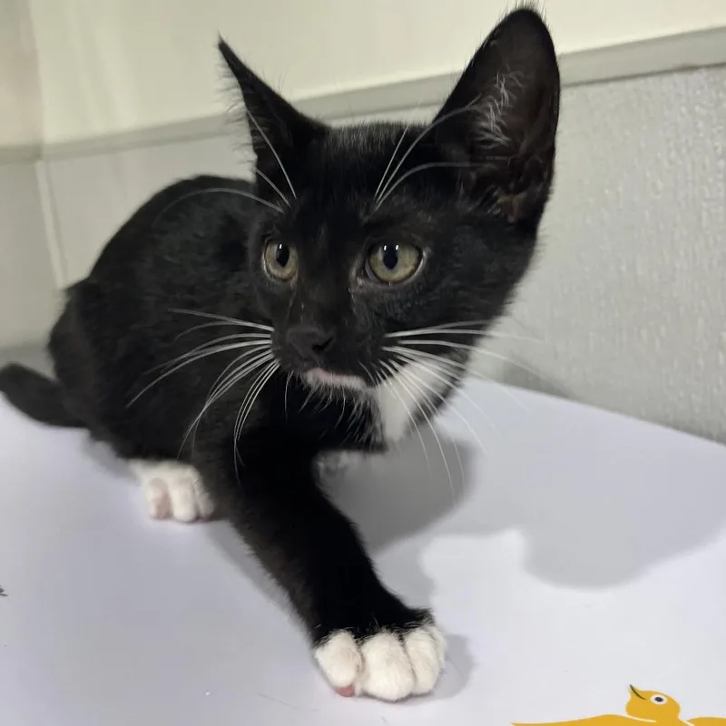 A baby small-sized female Black Domestic Short Hair cat named Tamara for adoption in Tampa, FL