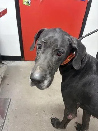 An adult extra large-sized female Great Dane dog named Evo for adoption in West Chester, PA