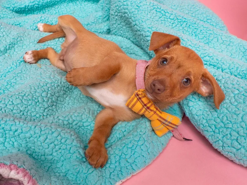 A baby small-sized male Dachshund dog named Candy: Root Beer Barrel for adoption in Palo Alto, CA