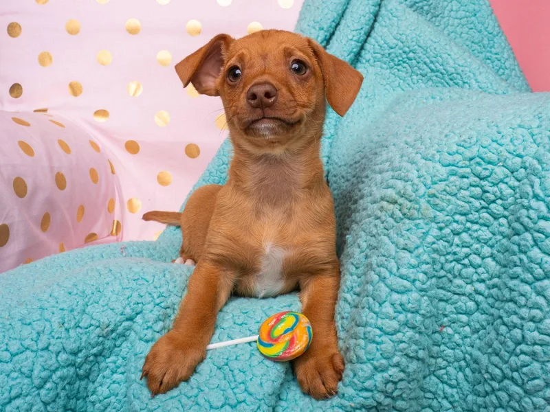 Candy: Root Beer Barrel thumbnail 2