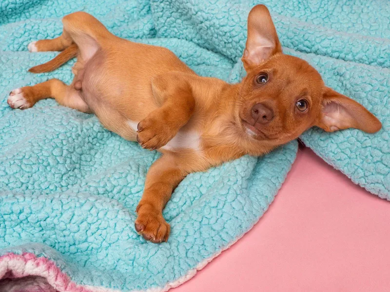 Candy: Root Beer Barrel thumbnail 3