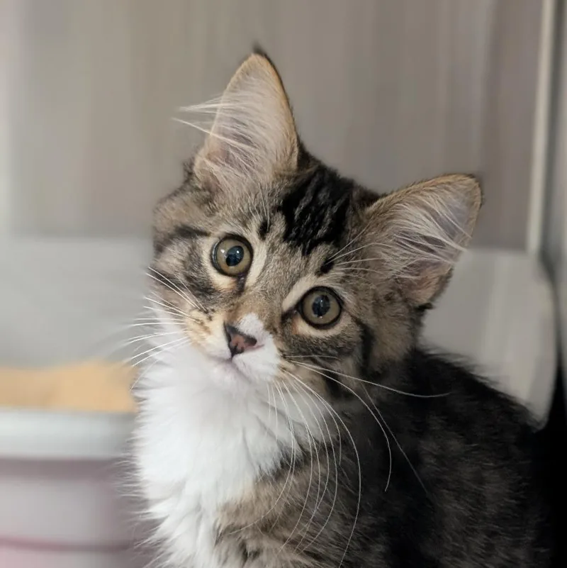 A baby medium-sized male Domestic Long Hair cat named Baker for adoption in Shoreline, WA