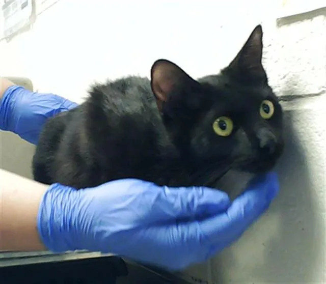 A young medium-sized female Domestic Short Hair cat named Raven for adoption in Fayetteville, NC