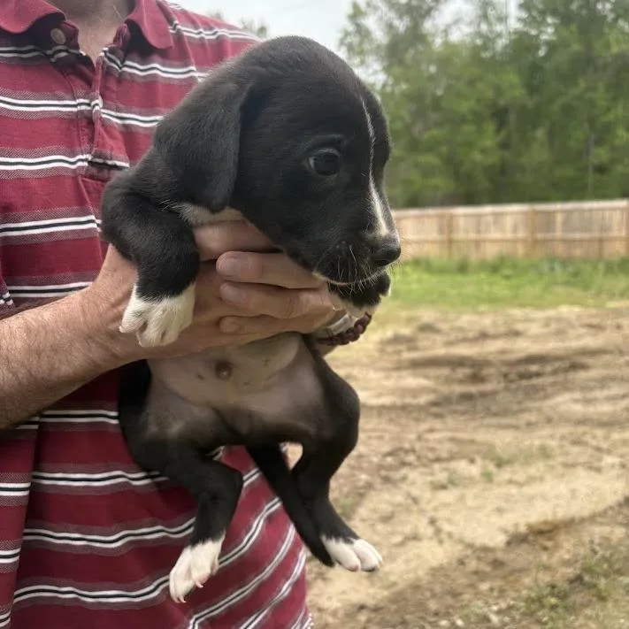 Rolling Stones thumbnail 2