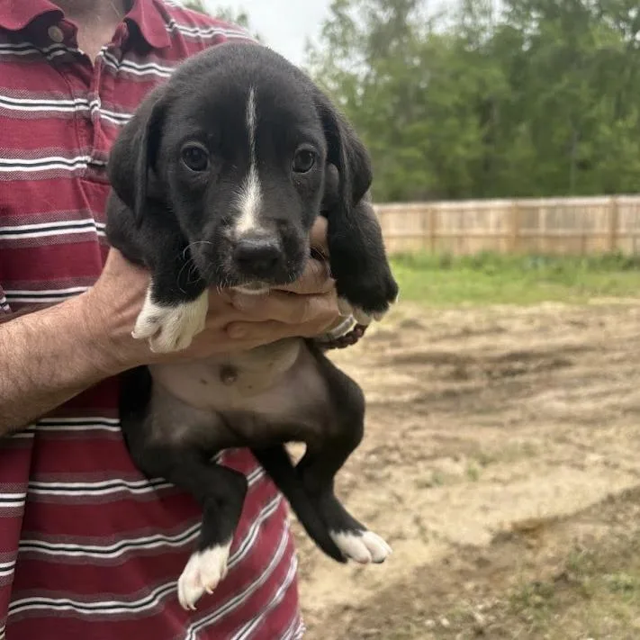 Rolling Stones thumbnail 3