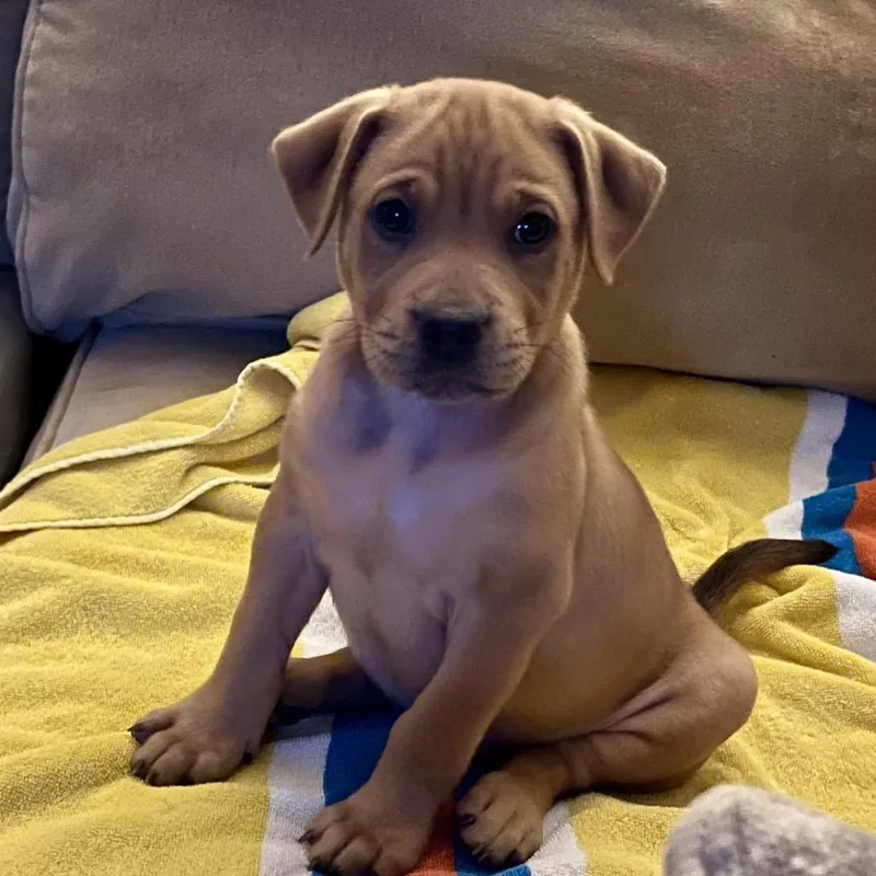 A baby medium-sized female Labrador Retriever dog named Butterscotch for adoption in Cordova, TN