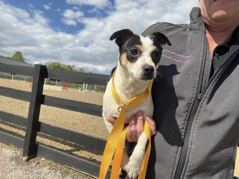 A young small-sized male Toy Fox Terrier dog named Marshall for adoption in Havertown, PA