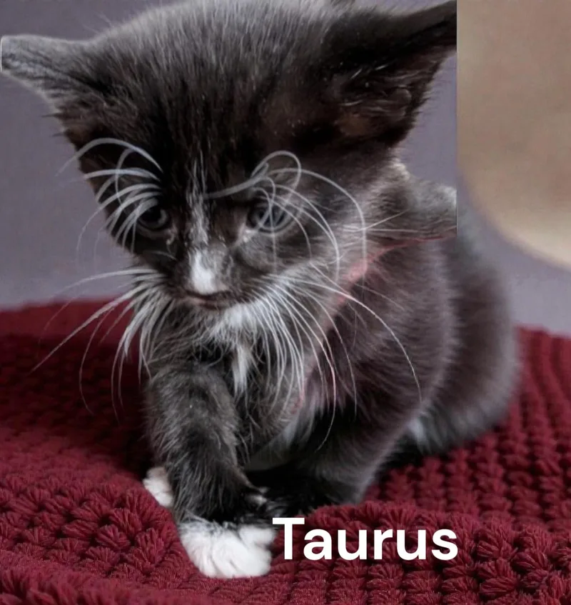 A baby medium-sized female Tuxedo cat named Taurus for adoption in Weems, VA