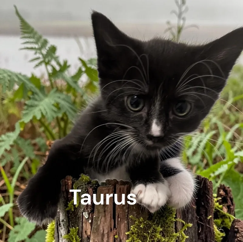 Taurus thumbnail 2
