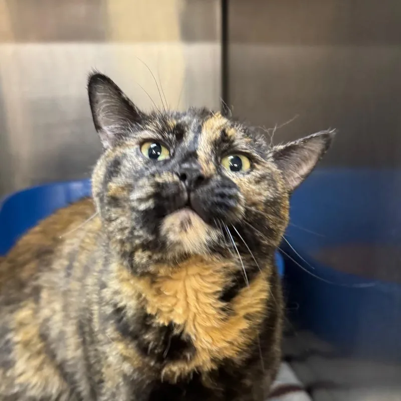 An adult medium-sized female Tortoiseshell Domestic Short Hair cat named Lillie for adoption in West Olive, MI