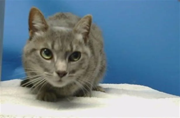 An adult medium-sized female Domestic Medium Hair cat named Tommy for adoption in Gardena, CA
