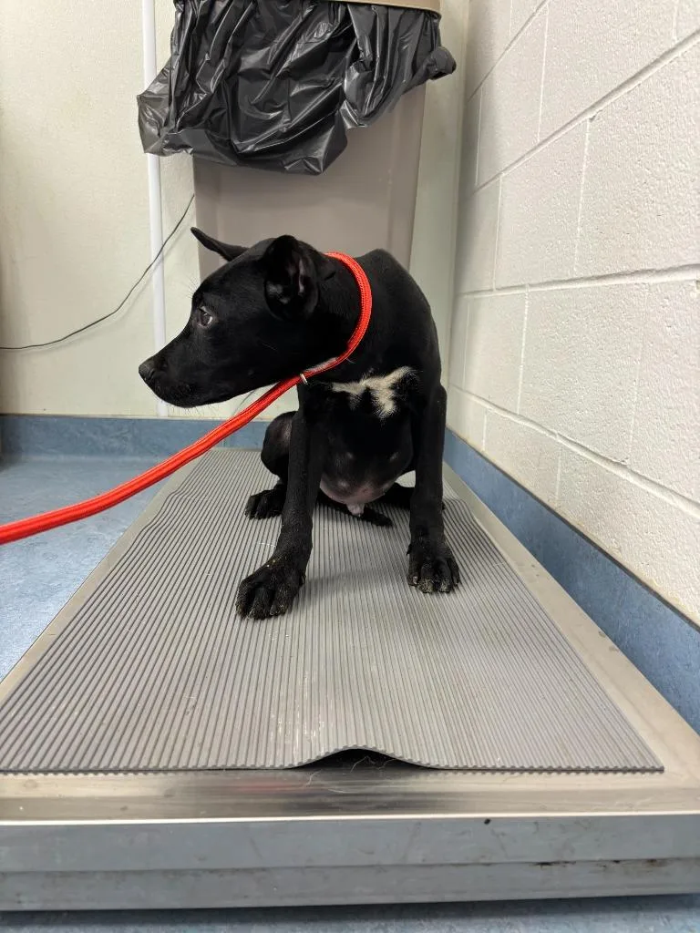 A baby medium-sized male Hound dog named Athos for adoption in Findlay, OH