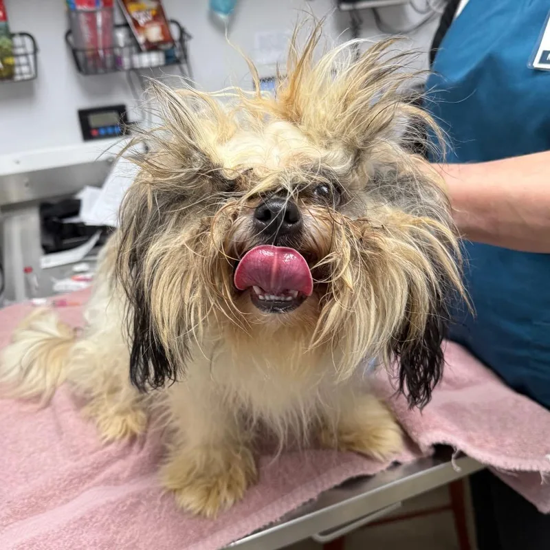 A young small-sized male White / Cream Shih Tzu dog named Porcini for adoption in Brookfield, WI