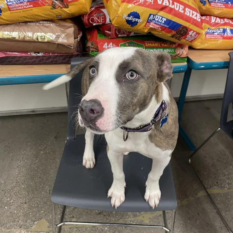 A young medium-sized male Brown / Chocolate Mixed Breed dog named Zane for adoption in South Haven, MI