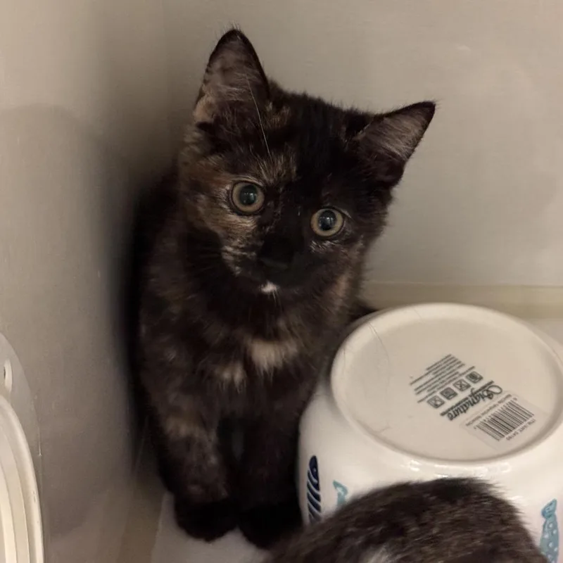 A baby small-sized female Tortoiseshell Domestic Short Hair cat named Tinker for adoption in Redwood City, CA
