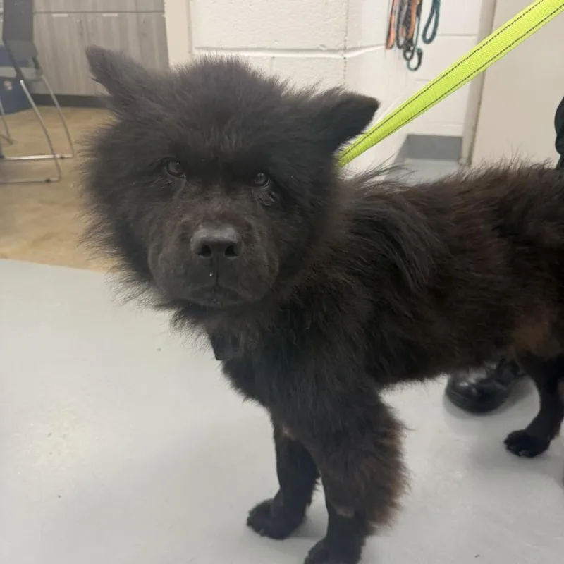 An adult medium-sized female Black Chow Chow dog named Calliope for adoption in Fredericksburg, VA