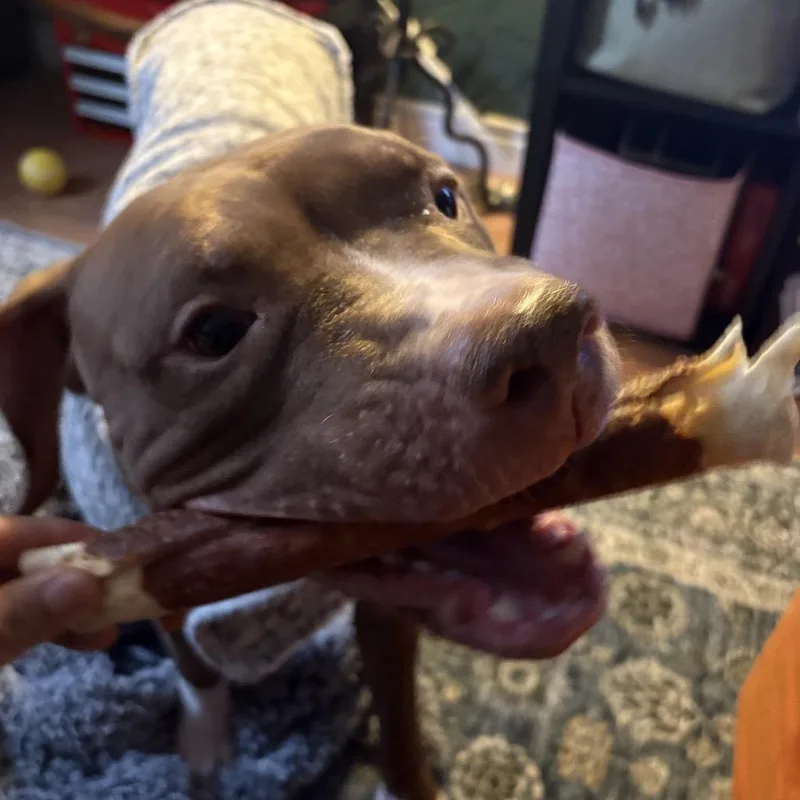 An adult large-sized female Red / Chestnut / Orange Pit Bull Terrier dog named Ginger for adoption in Weimar, CA