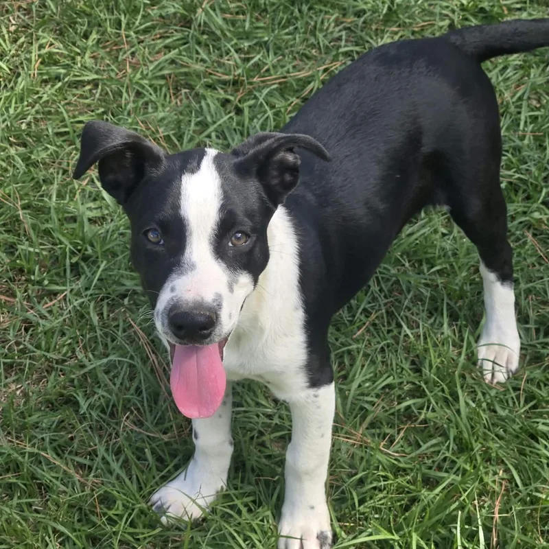 A baby medium-sized female Catahoula Leopard Dog named Elain for adoption in Tylertown, MS