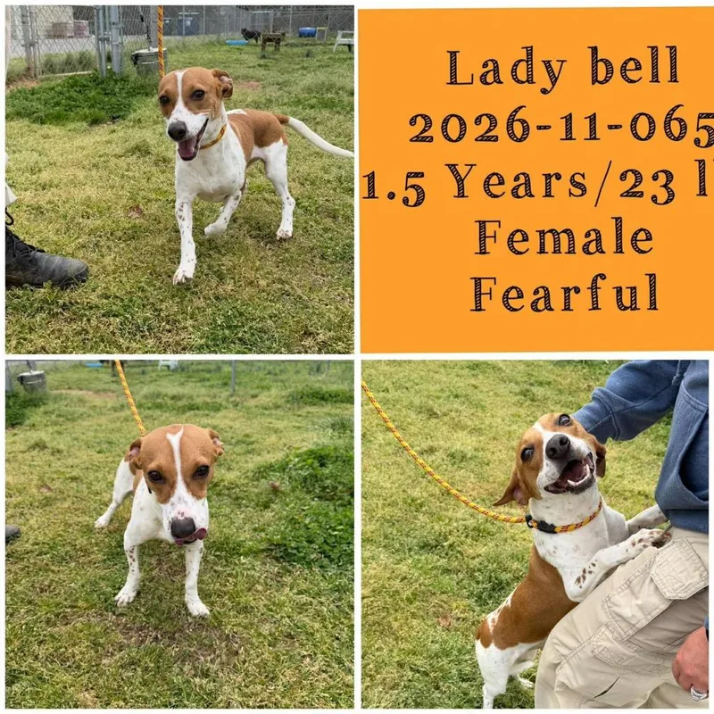 A young medium-sized female Terrier dog named Lady Bell for adoption in Winder, GA