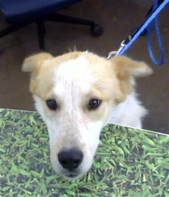 A young large-sized female Mixed Breed dog named Jolene for adoption in Dallas, TX