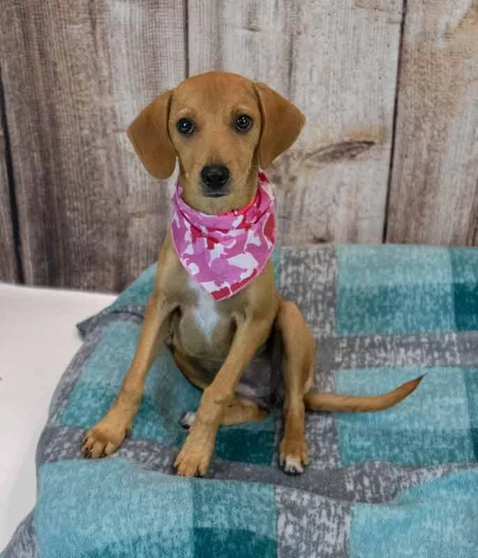 A baby medium-sized female Beagle dog named Marsha for adoption in Kennesaw, GA