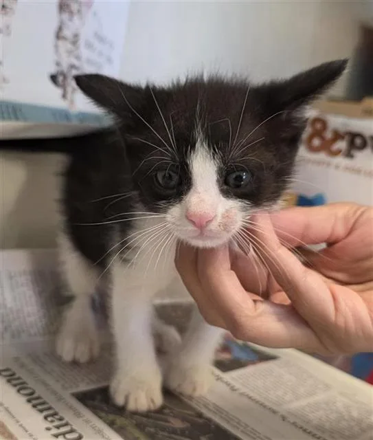 A baby small-sized female Domestic Short Hair cat named Alderete for adoption in San Antonio, TX