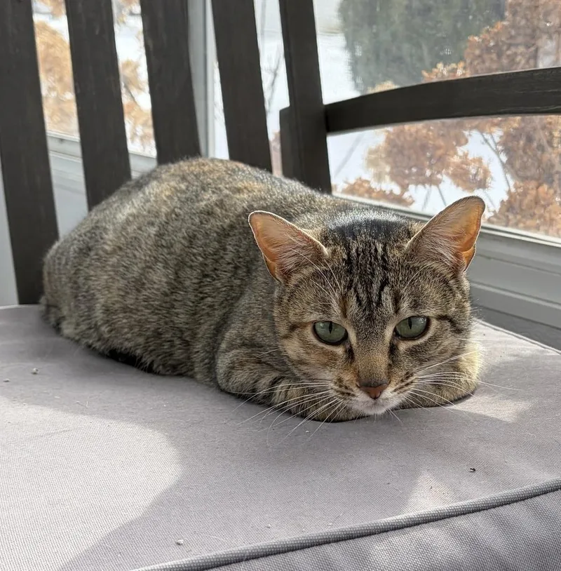 An adult medium-sized female Domestic Short Hair cat named Trix for adoption in Ferndale, MI