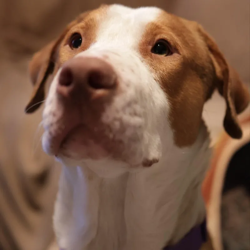 Buster