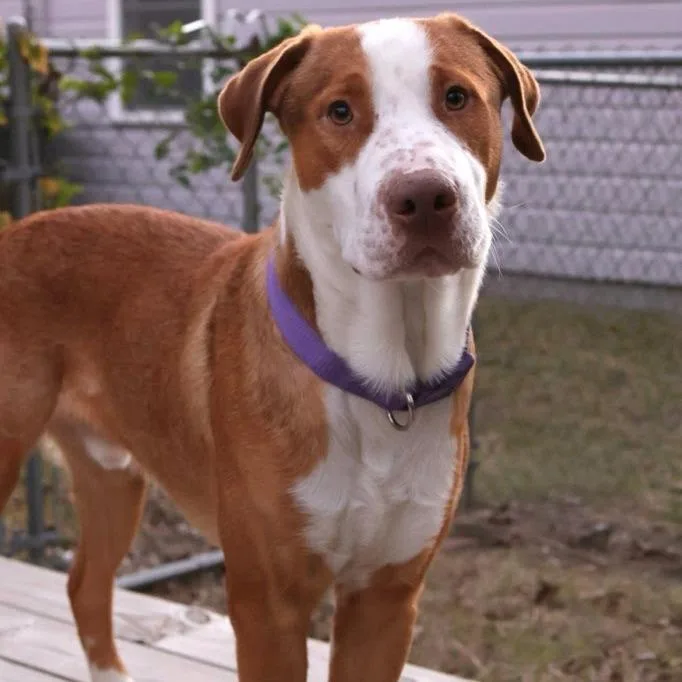Buster thumbnail 5
