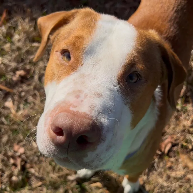 Buster thumbnail 6