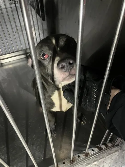 A baby large-sized male Mixed Breed dog named Anthony for adoption in Dallas, TX