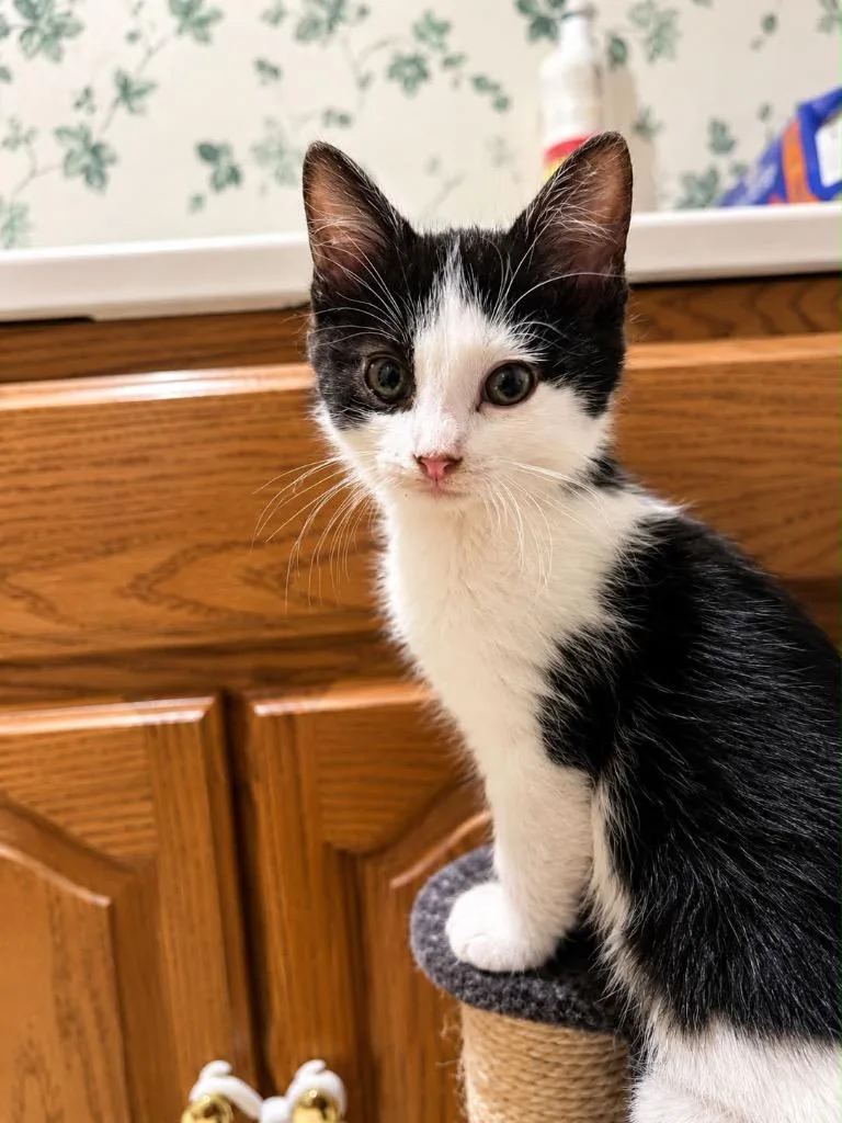 A baby small-sized male Domestic Medium Hair cat named Basil for adoption in Fond Du Lac, WI