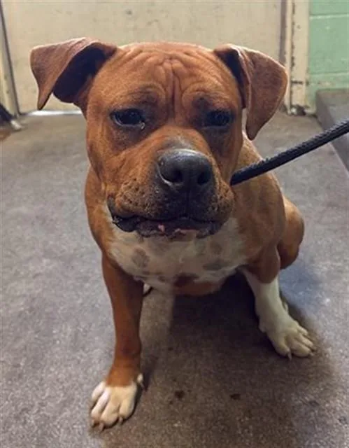 A young medium-sized female Boxer dog named Martha for adoption in Sacramento, CA