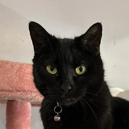 An adult medium-sized female Black Domestic Short Hair cat named Pinkalicious for adoption in Tipp City, OH