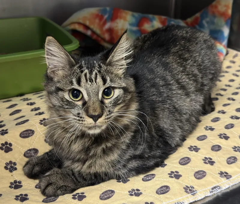 A young medium-sized female Tabby (Brown / Chocolate) Domestic Medium Hair cat named Lotus for adoption in Kearneysville, WV