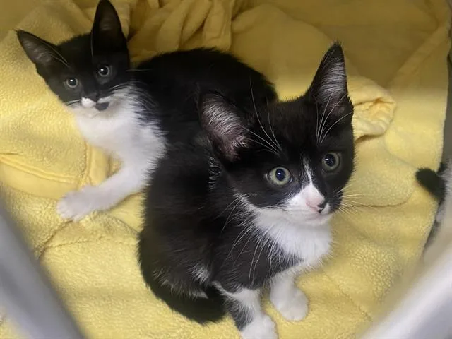 A baby small-sized female Domestic Short Hair cat named Mila for adoption in Tustin, CA