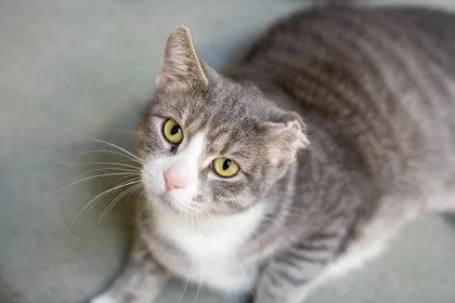 An adult small-sized female Domestic Short Hair cat named Clementine for adoption in Woodbury, MN