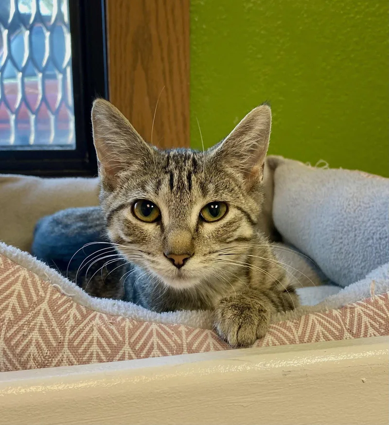 A young medium-sized female Domestic Short Hair cat named Trishelle for adoption in Fargo, ND