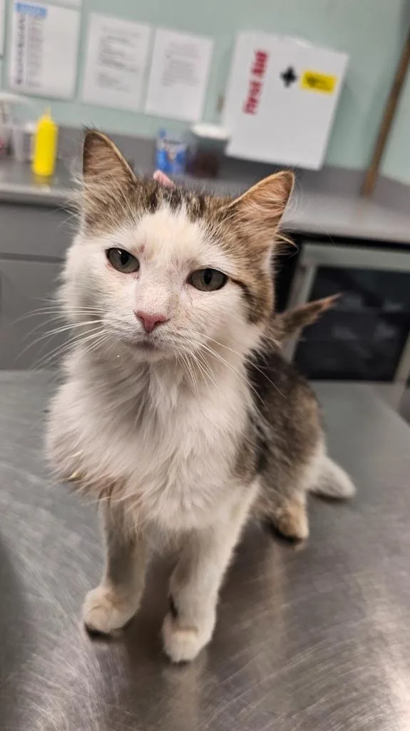 A young small-sized female Domestic Short Hair cat named Michelle for adoption in Athens, TN