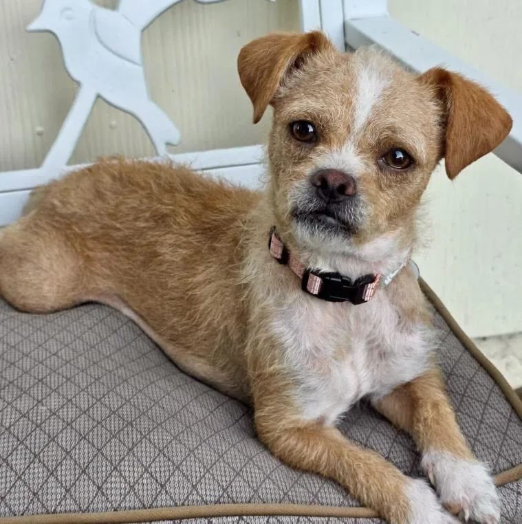 An adult small-sized female Golden Border Terrier dog named Kacey for adoption in Mead, CO