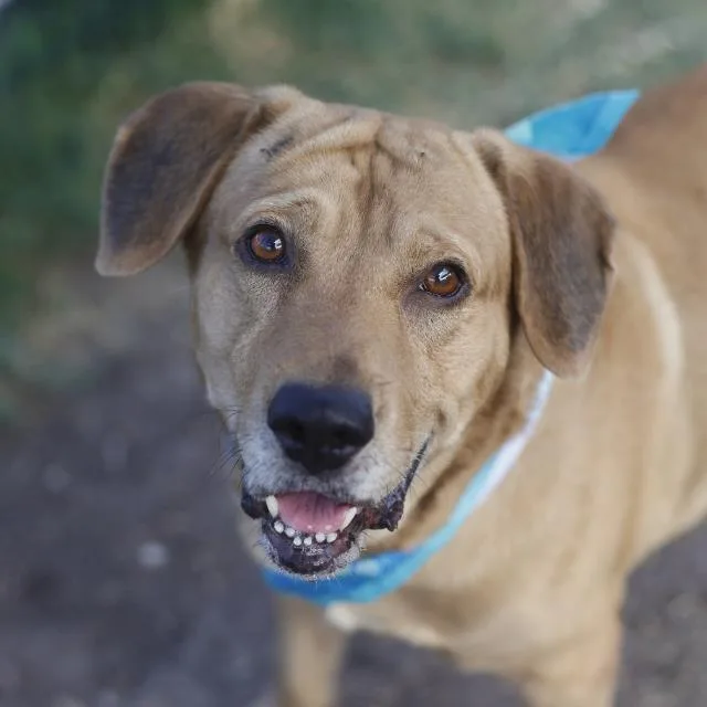 An adult medium-sized male Labrador Retriever dog named Wero for adoption in San Antonio, TX