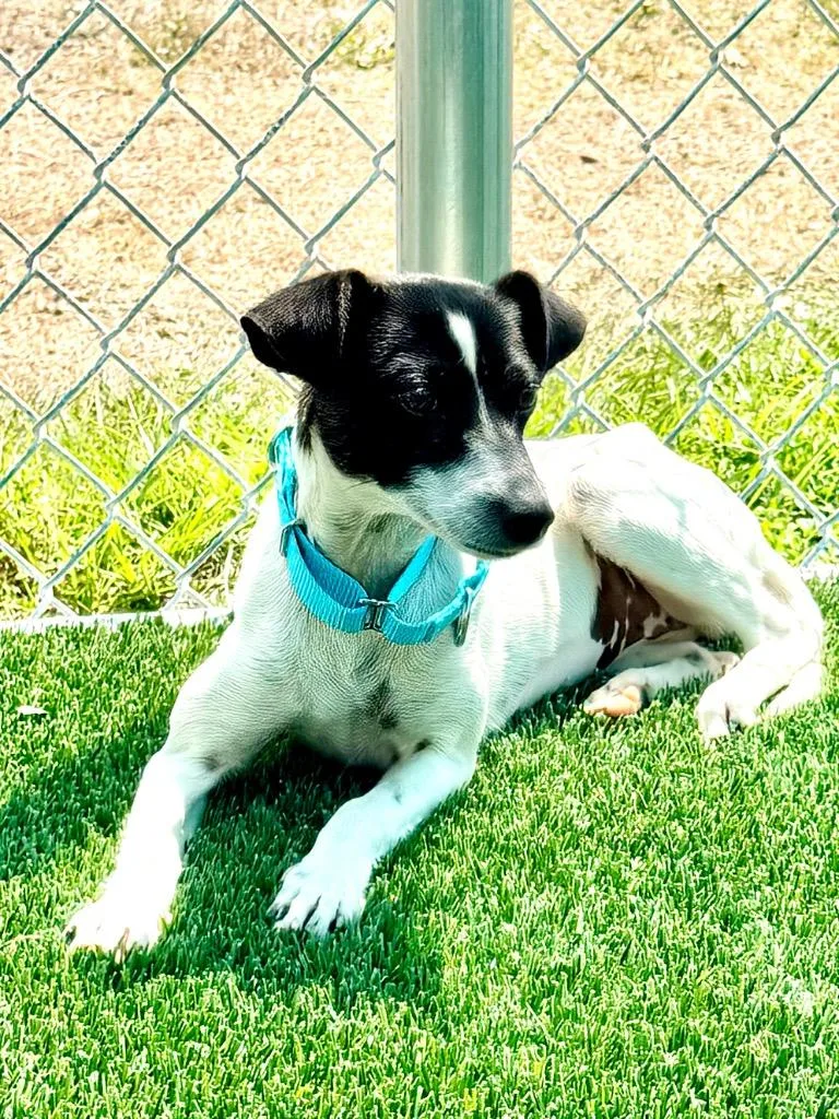 An adult small-sized female Chihuahua dog named Brig for adoption in Cape Coral, FL
