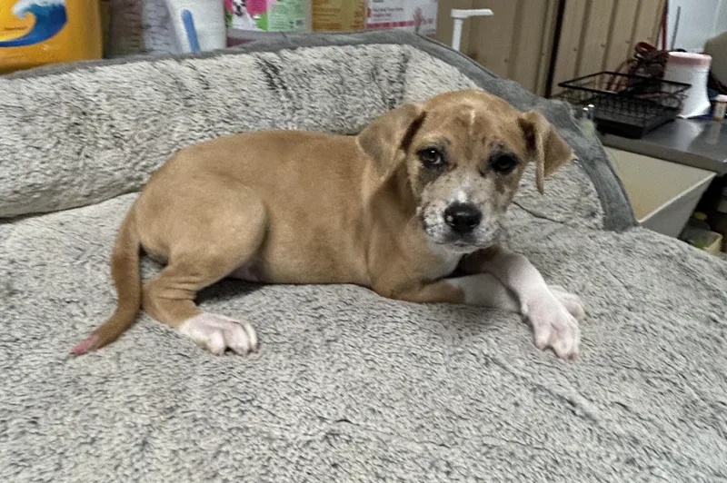 A baby large-sized female Great Dane dog named Minerva for adoption in Salem, WV