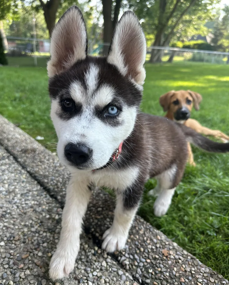 A young large-sized female Brown / Chocolate Husky dog named Sky for adoption in Detroit, MI
